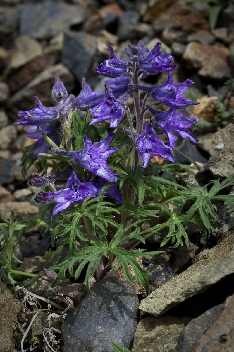 Northern Larkspur