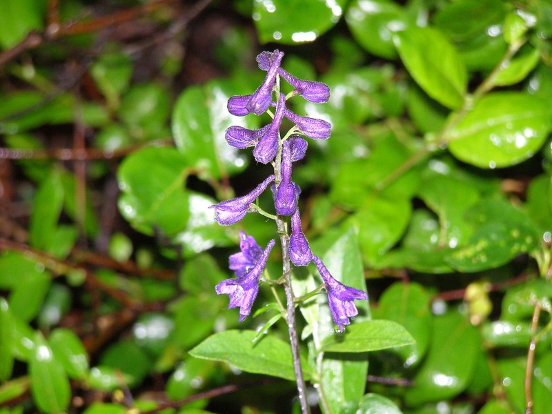 Northern Larkspur photo 3