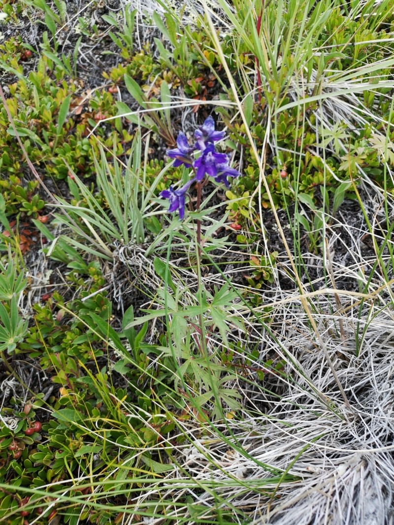 Northern Larkspur photo 4