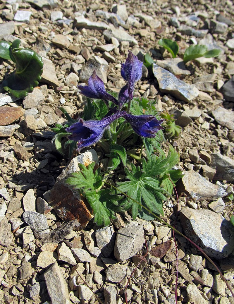 Northern Larkspur photo 5