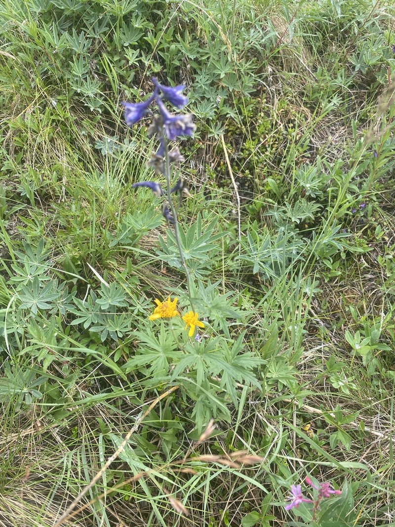Northern Larkspur photo 8
