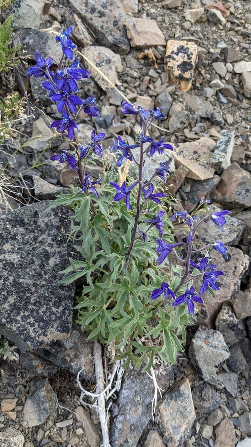 Larkspur