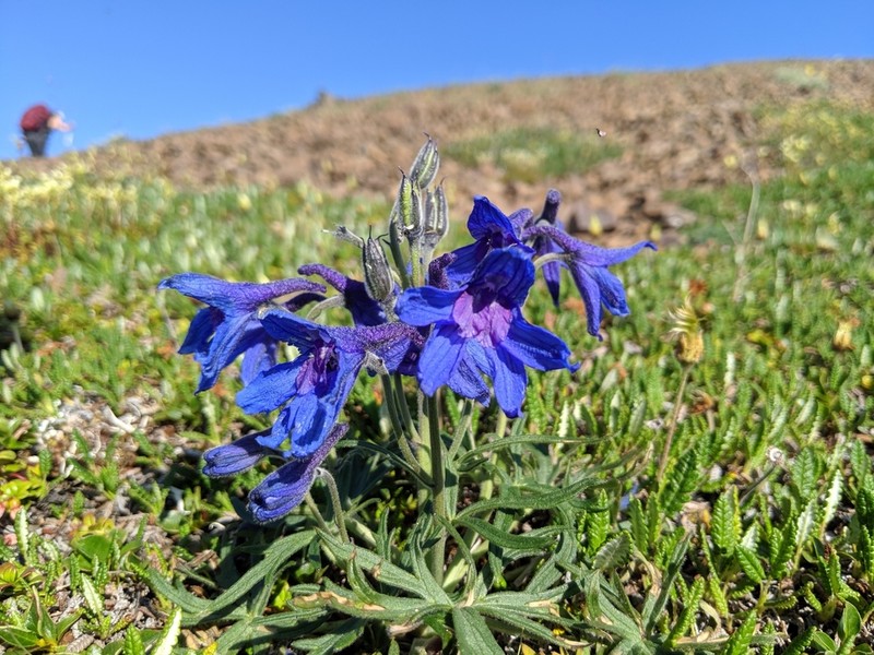 Larkspur photo 2