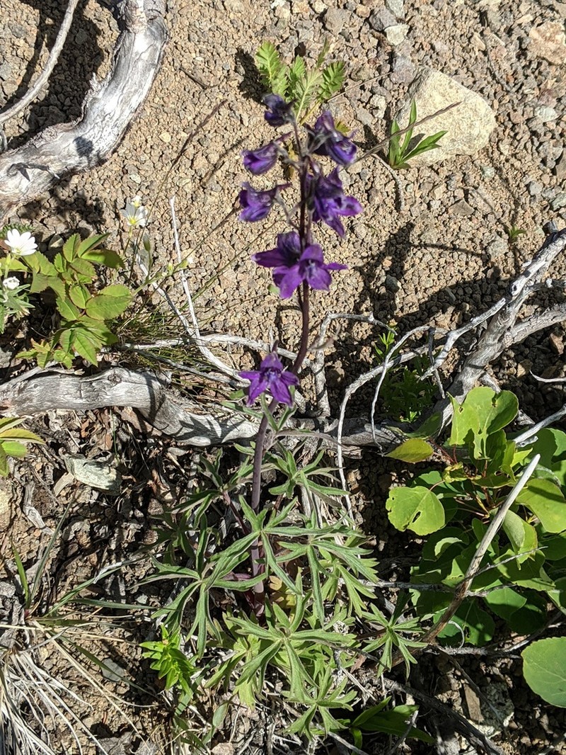 Larkspur photo 6