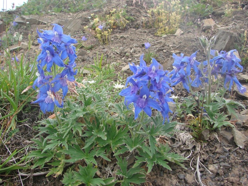 Larkspur photo 7