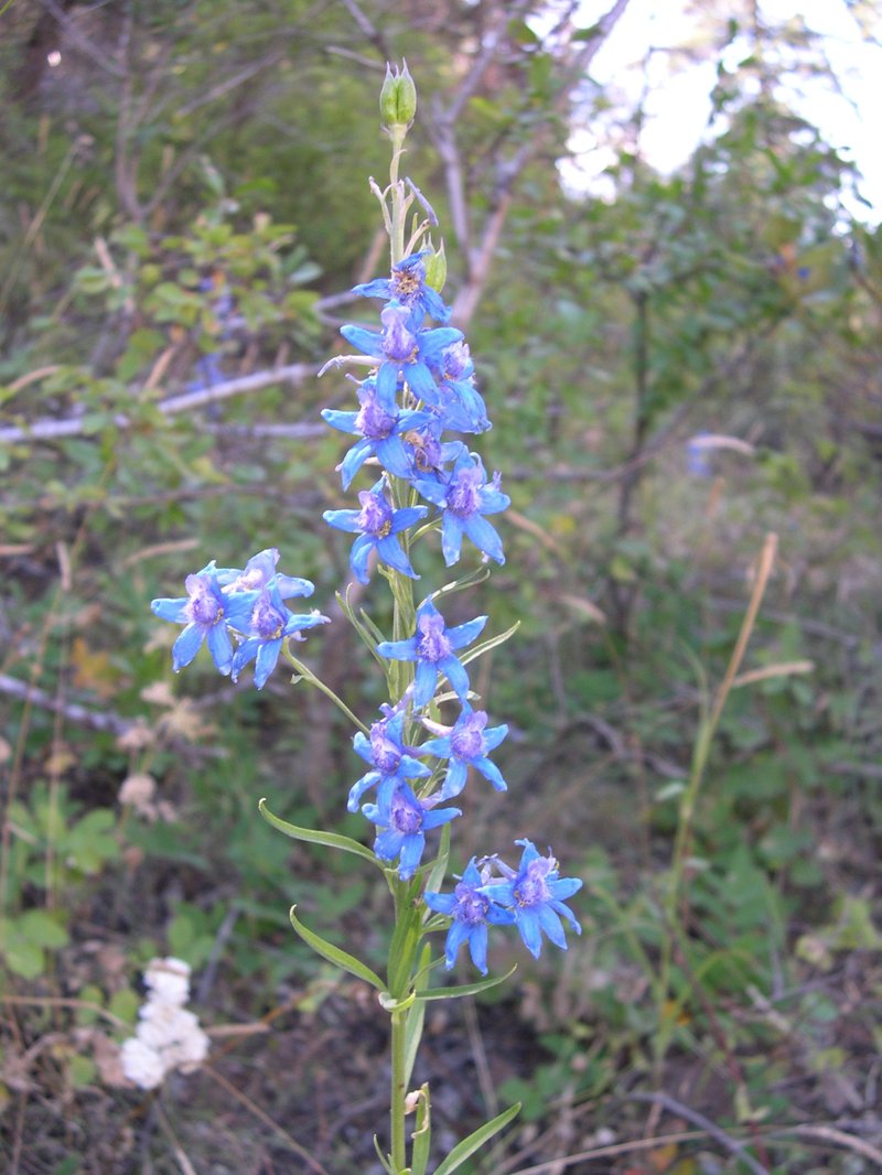 Larkspur