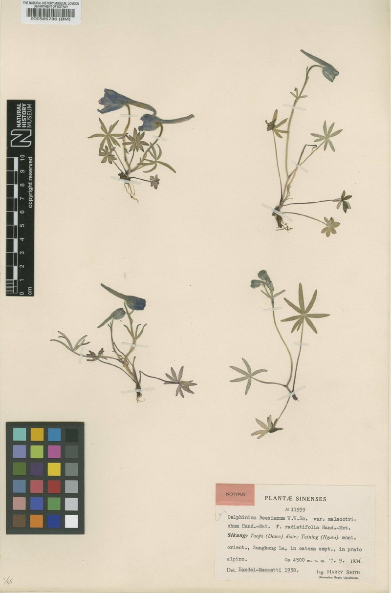 Delphinium caeruleum var. caeruleum