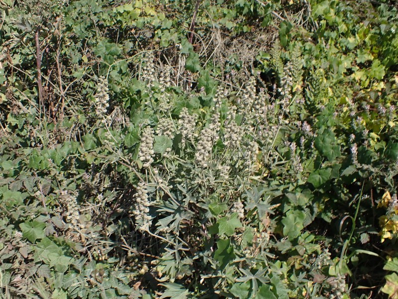 California Larkspur