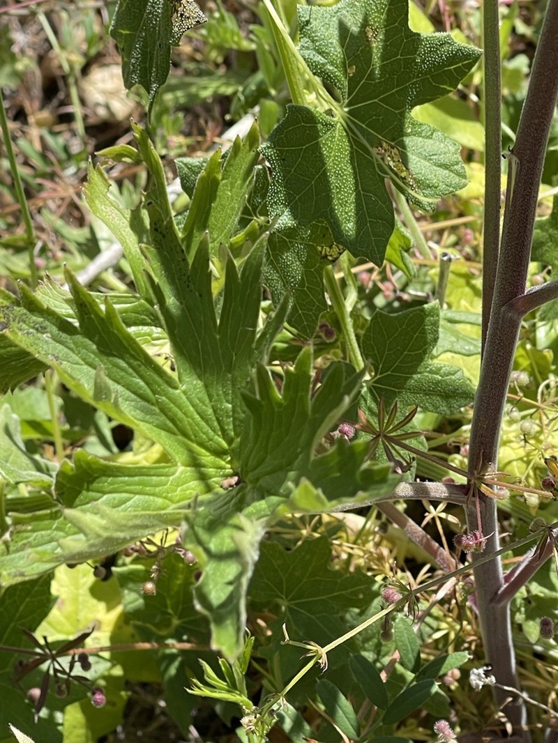 California Larkspur photo 2