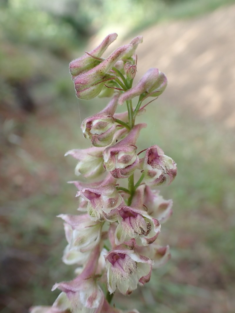 California Larkspur photo 4