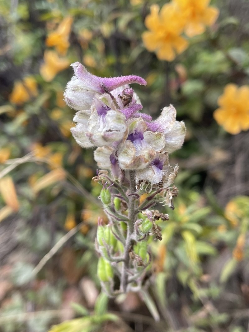 California Larkspur photo 5