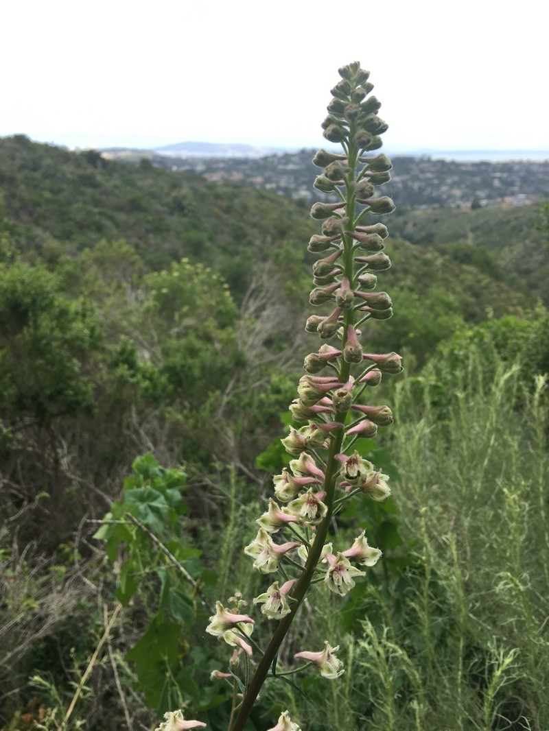 California Larkspur photo 6