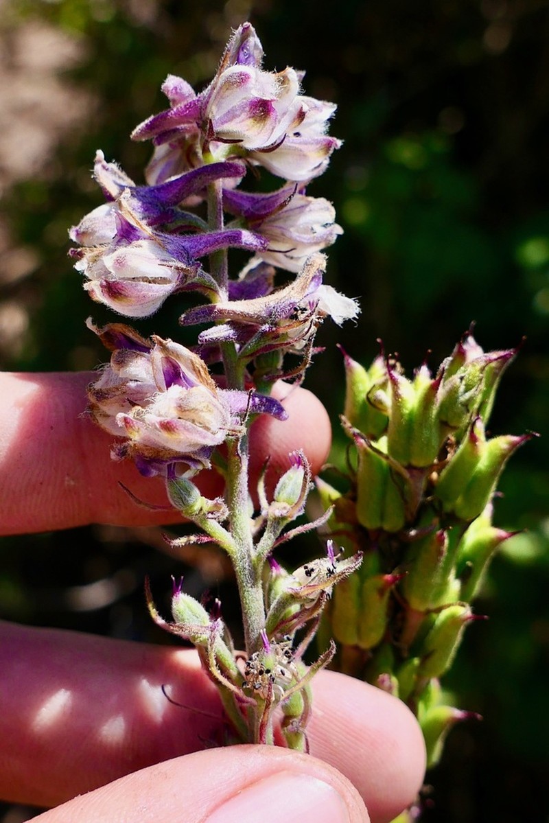 California Larkspur photo 7
