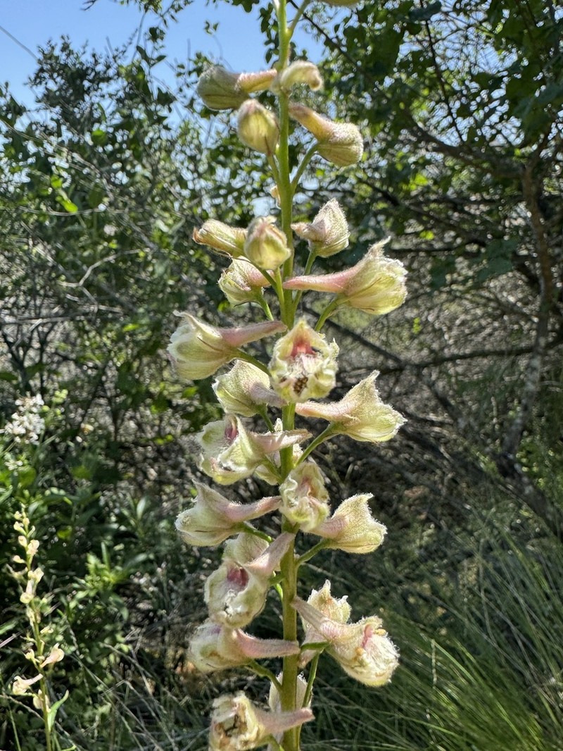 California Larkspur photo 8