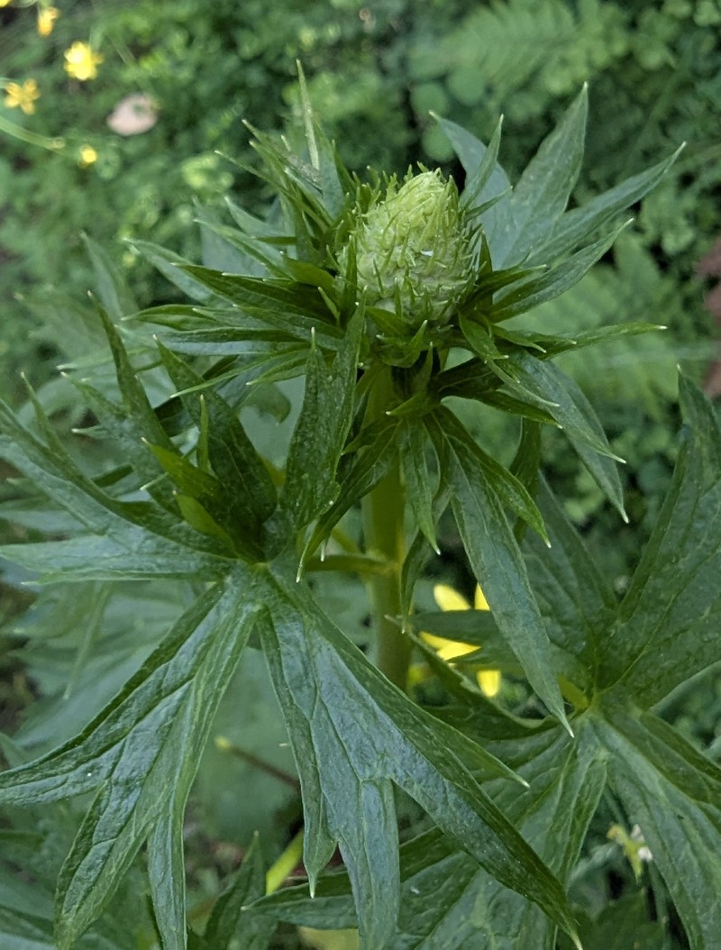 Delphinium californicum subsp. californicum