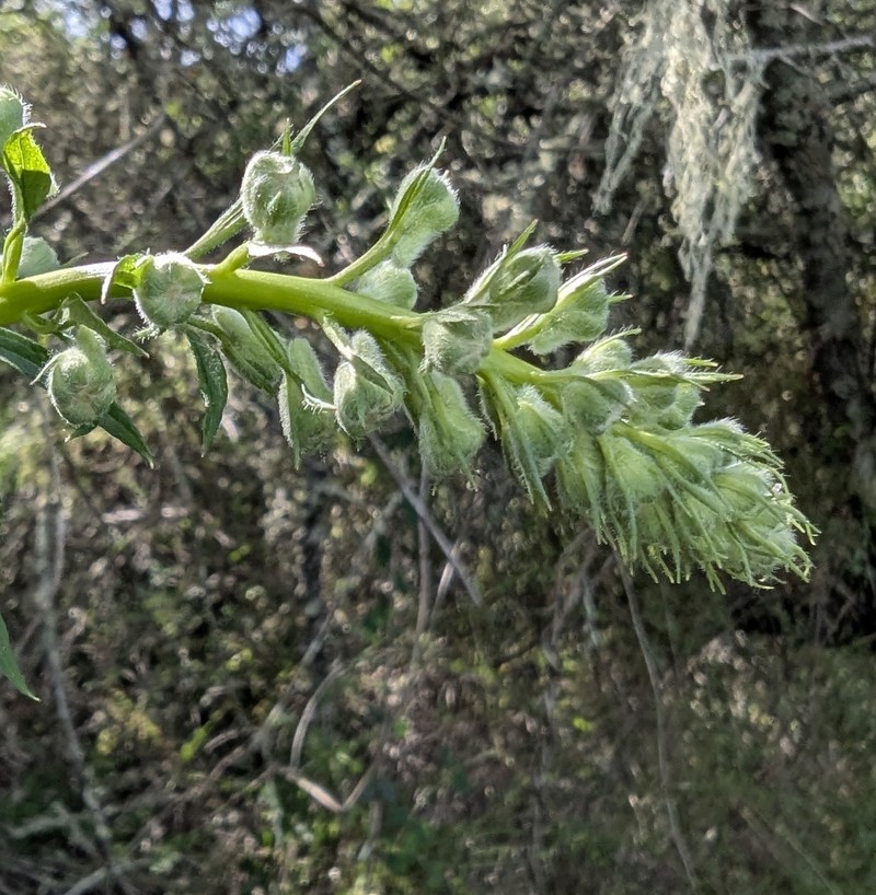 Delphinium californicum subsp. californicum photo 2