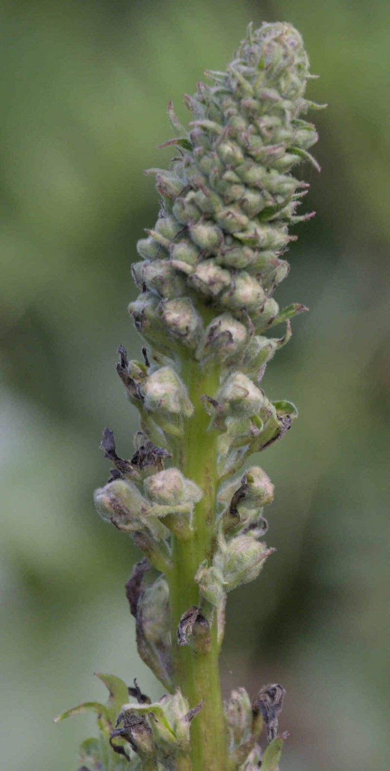 Delphinium californicum subsp. californicum photo 3