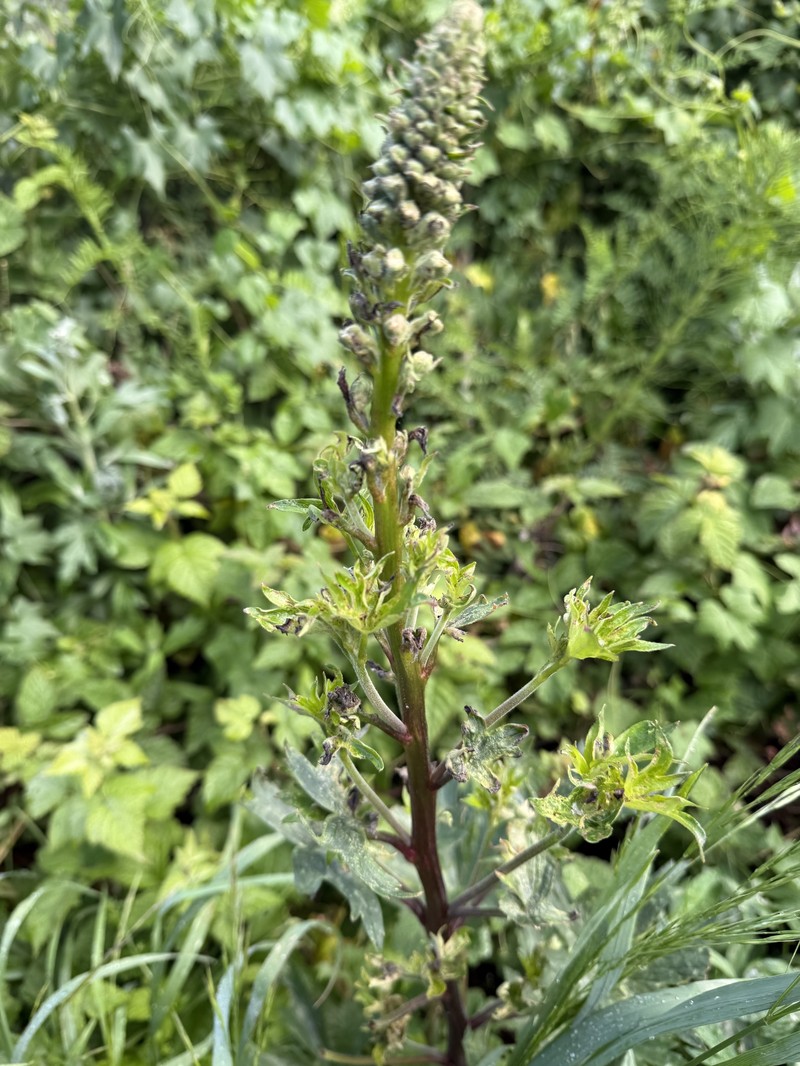 Delphinium californicum subsp. californicum photo 4
