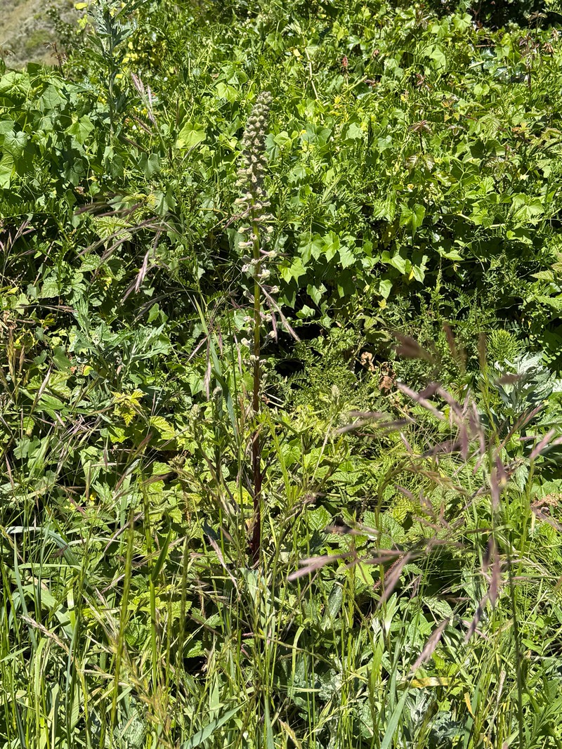 Delphinium californicum subsp. californicum photo 5