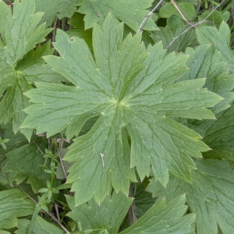 Delphinium californicum subsp. californicum photo 6
