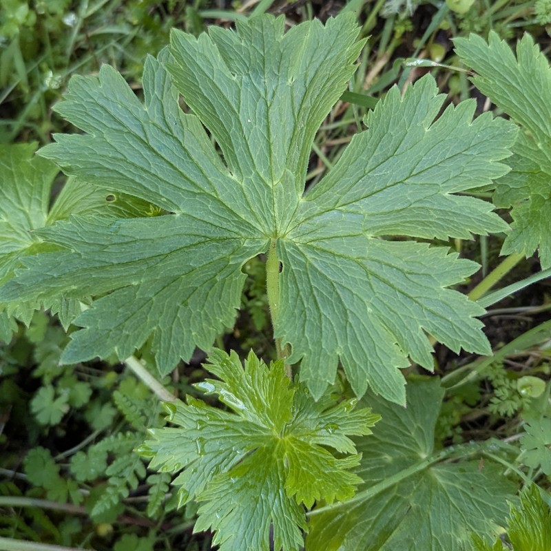 Delphinium californicum subsp. californicum photo 8