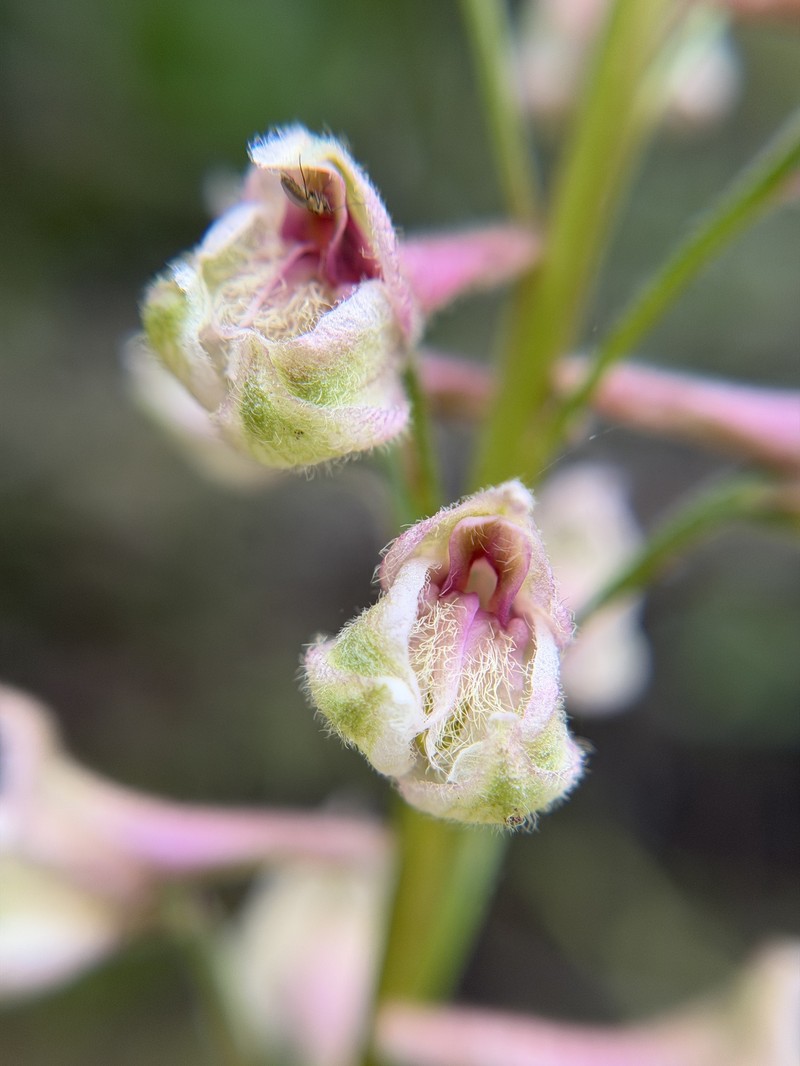 Delphinium californicum subsp. interius