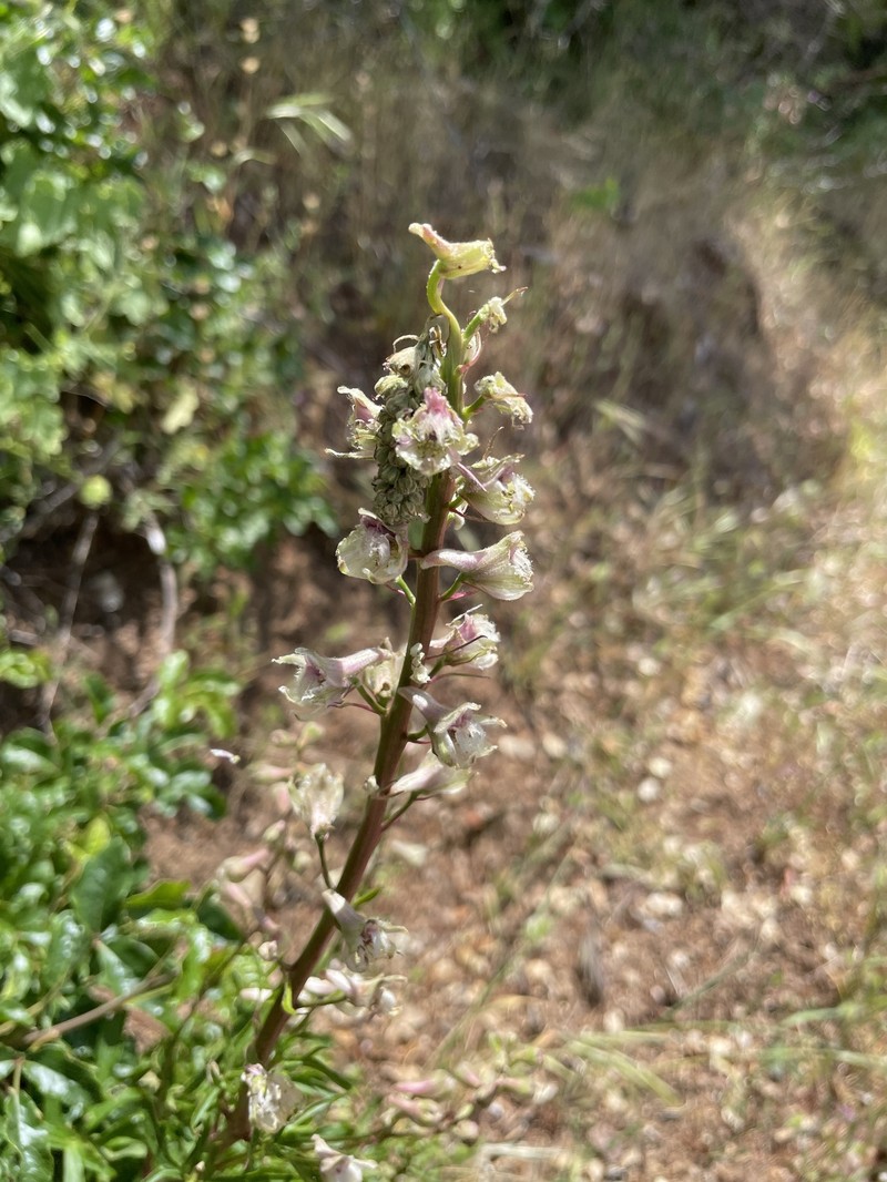 Delphinium californicum subsp. interius photo 2