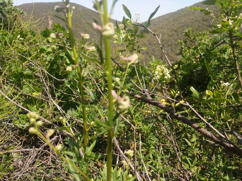 Delphinium californicum subsp. interius photo 3