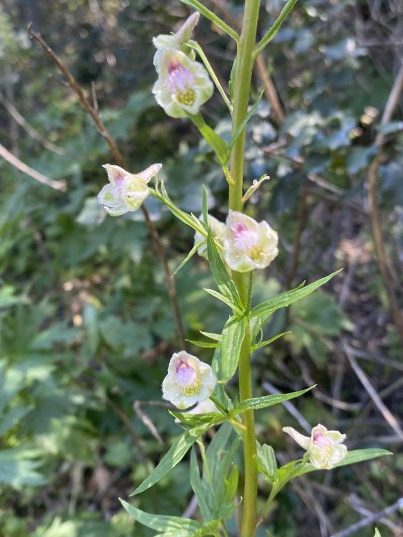 Delphinium californicum subsp. interius photo 5