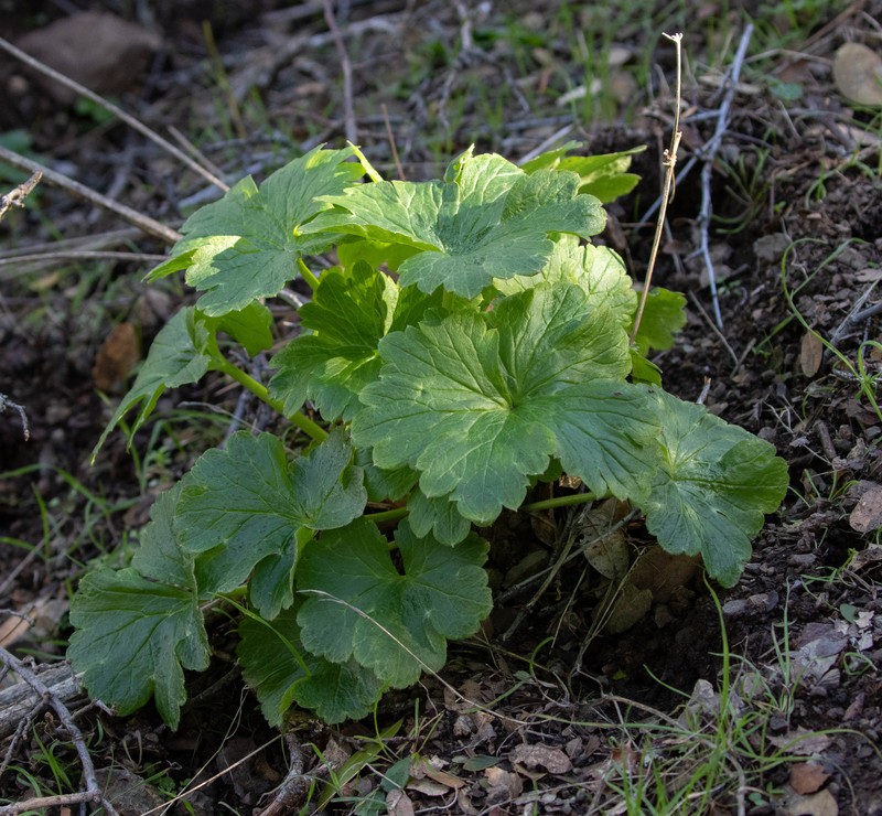 Delphinium californicum subsp. interius photo 6
