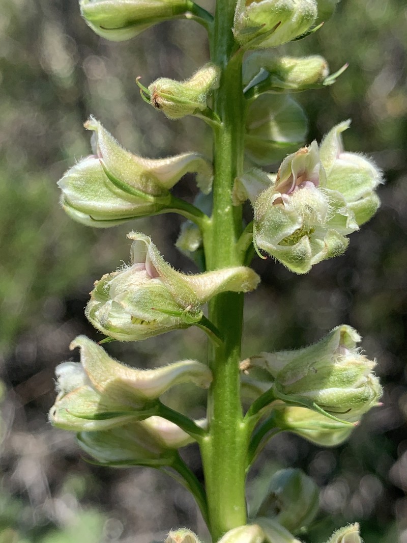 Delphinium californicum subsp. interius photo 7