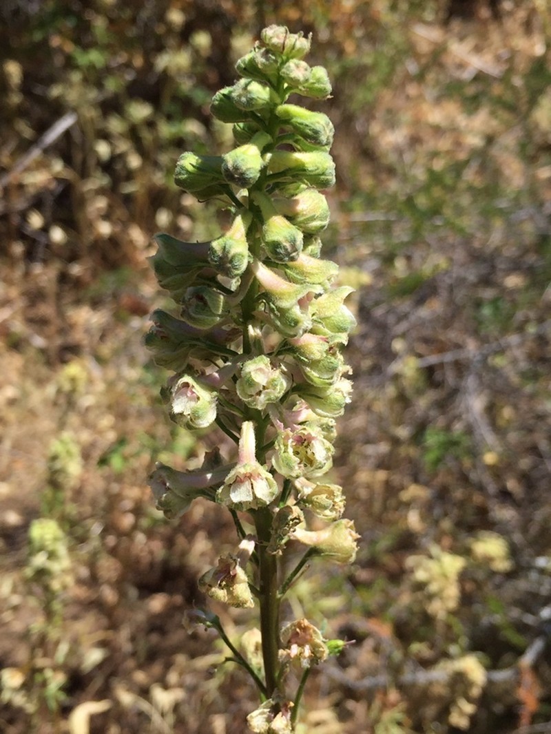 Delphinium californicum subsp. interius photo 8