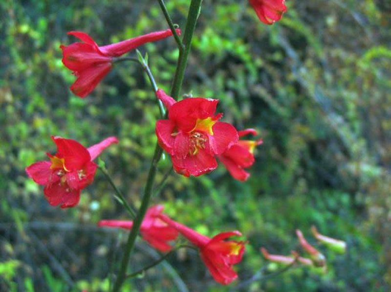 Scarlet Larkspur