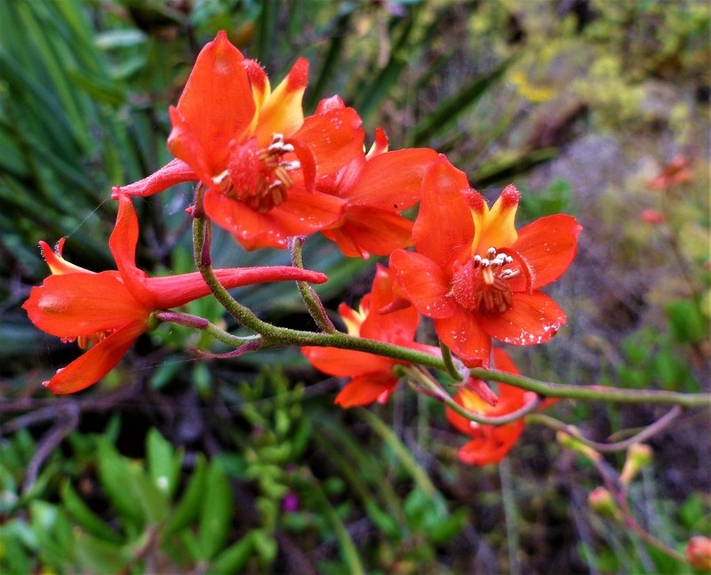 Scarlet Larkspur