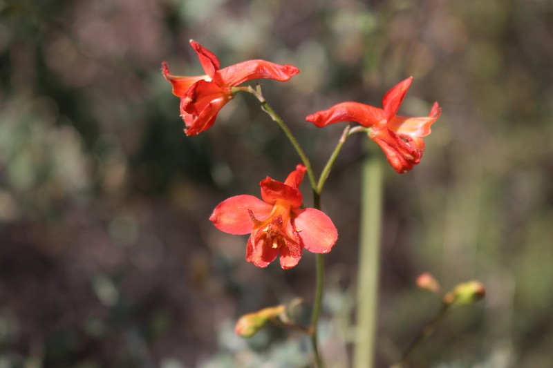 Scarlet Larkspur photo 2