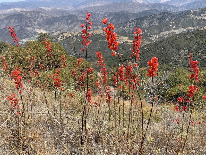 Scarlet Larkspur photo 3