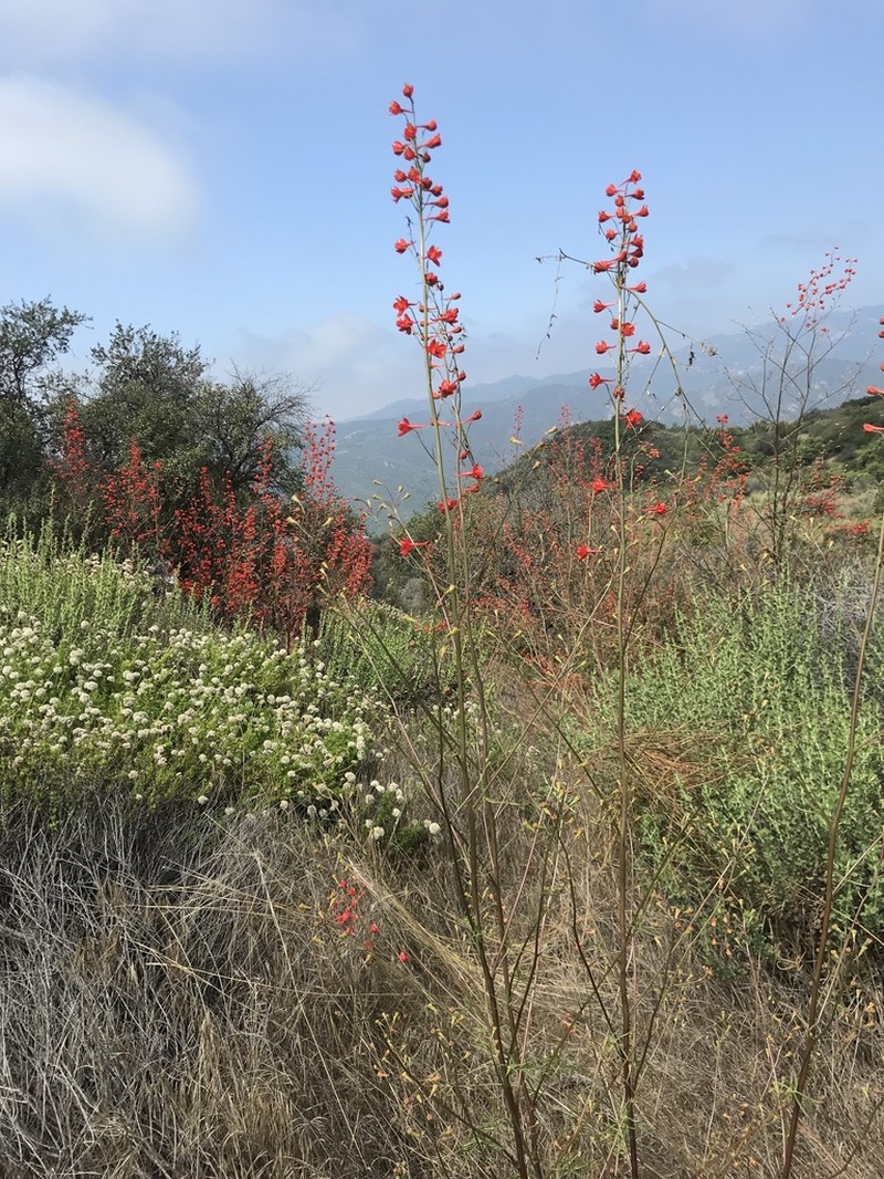 Scarlet Larkspur photo 4