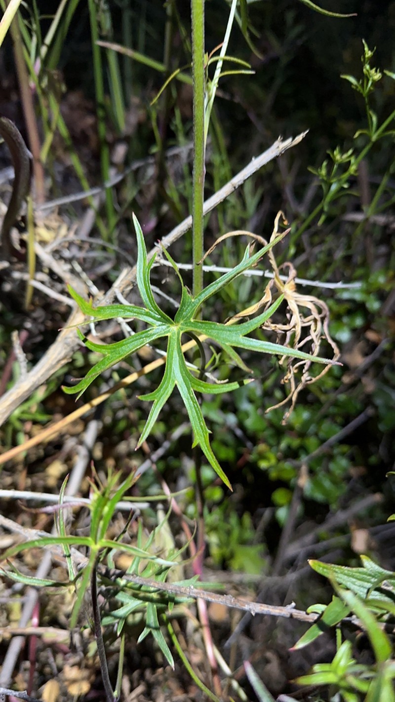 Scarlet Larkspur photo 5