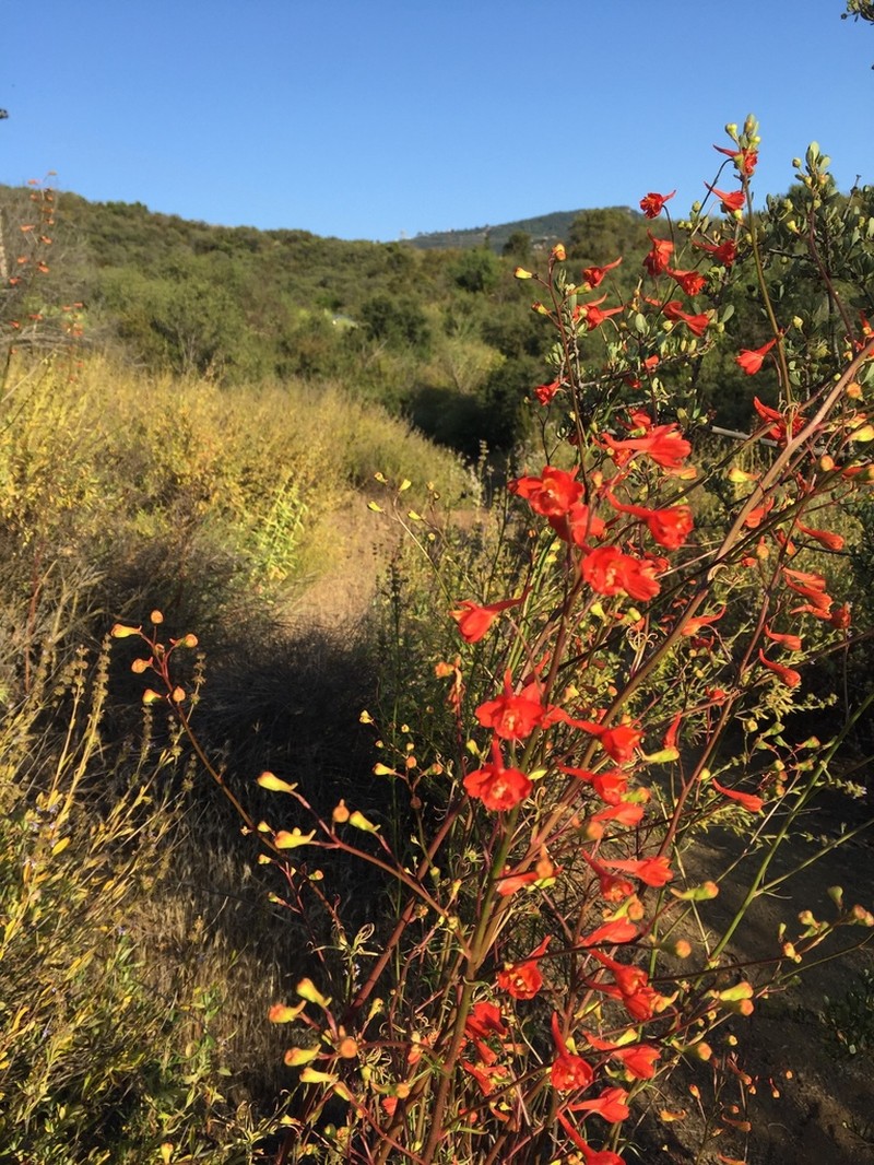 Scarlet Larkspur photo 6