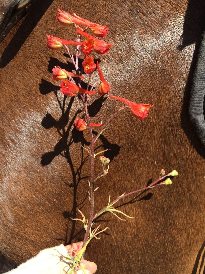 Scarlet Larkspur photo 7