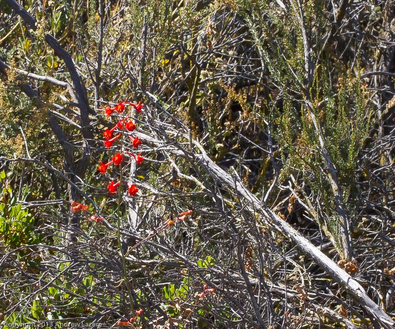 Scarlet Larkspur photo 8