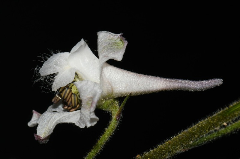 Carolina Larkspur photo 2