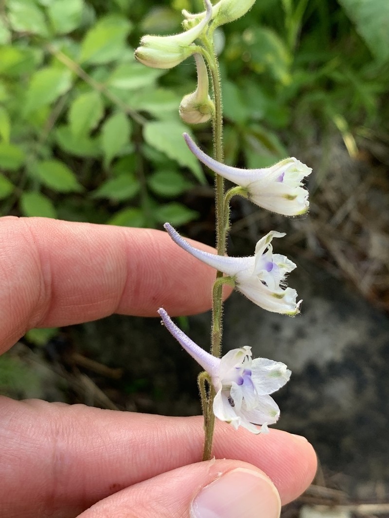Carolina Larkspur photo 3