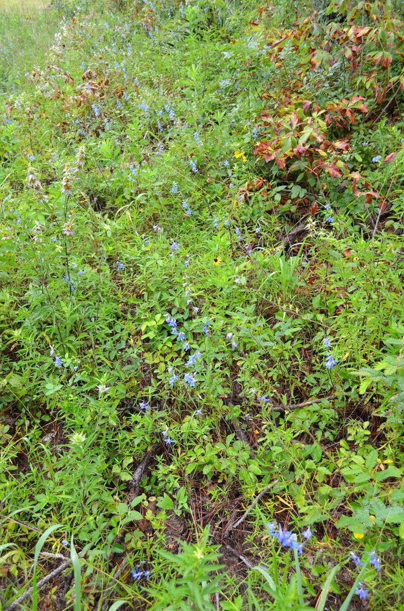 Carolina Larkspur photo 4