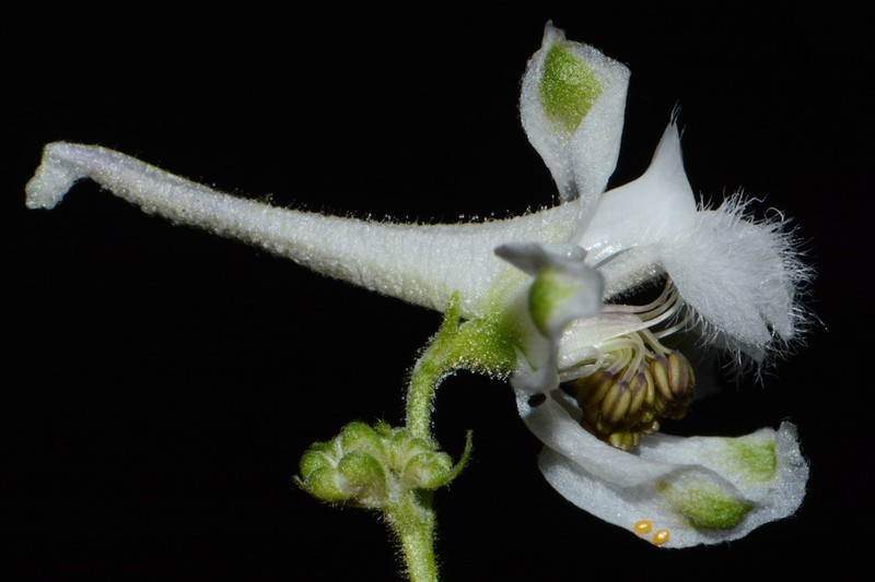 Carolina Larkspur photo 5