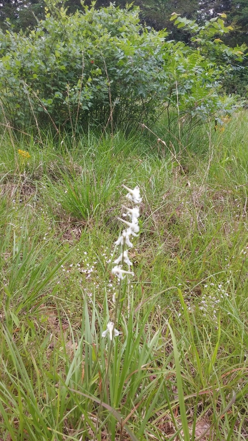 Carolina Larkspur photo 6