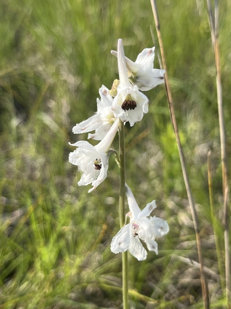 Carolina Larkspur photo 7