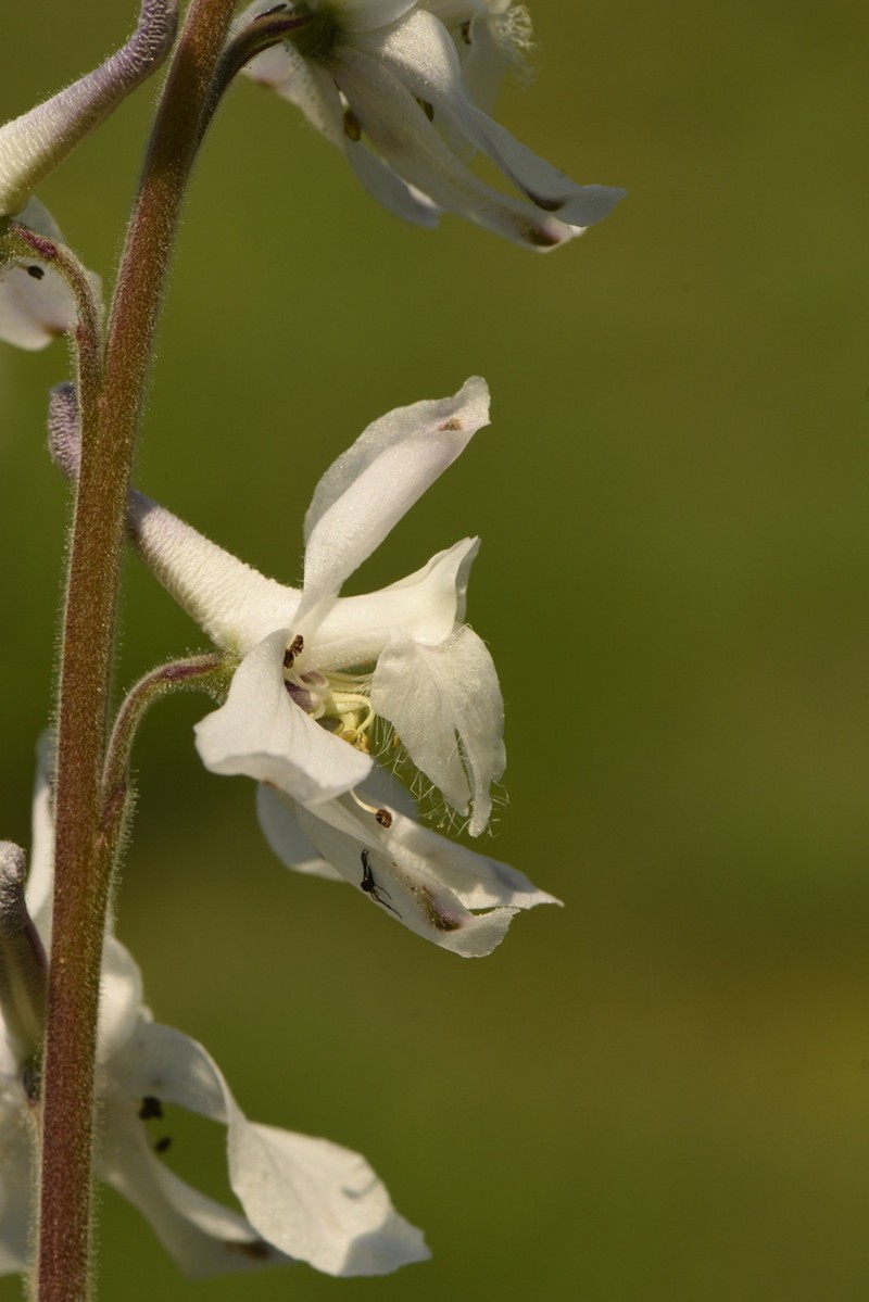 Carolina Larkspur photo 8