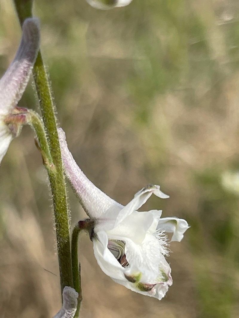 Delphinium carolinianum subsp. calciphilum