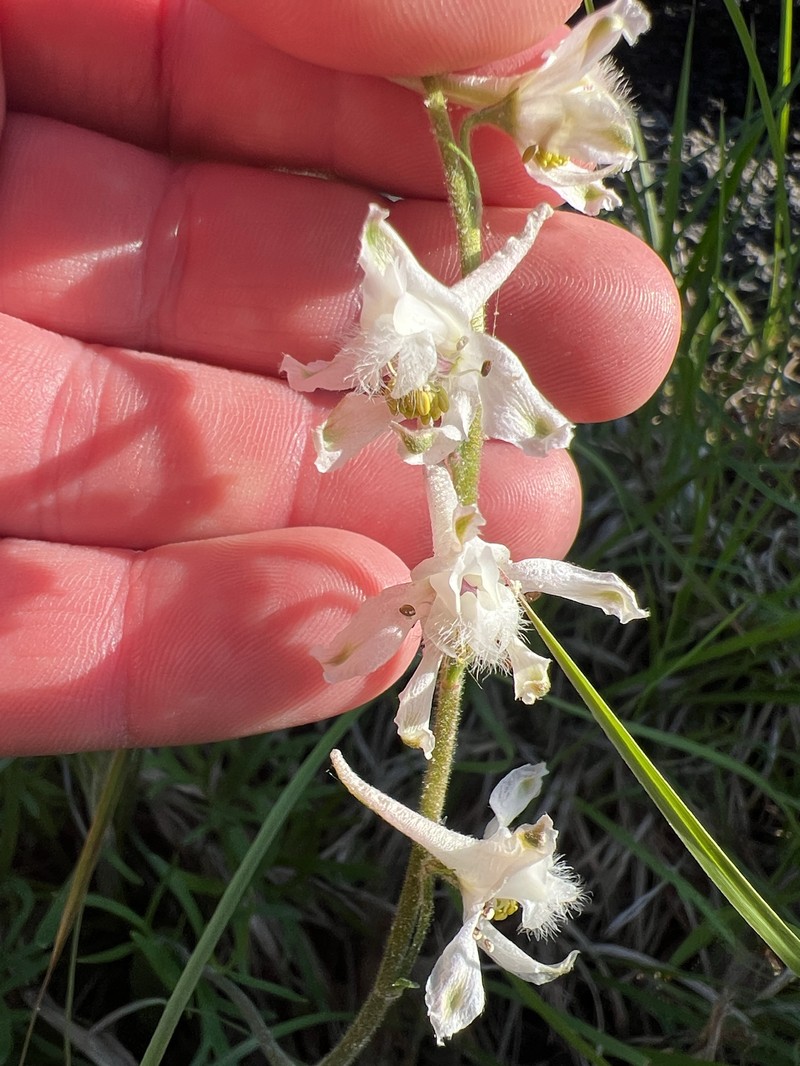 Delphinium carolinianum subsp. calciphilum photo 2